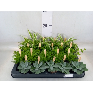 Planten  ..mix