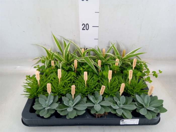 <h4>Planten  ..mix</h4>