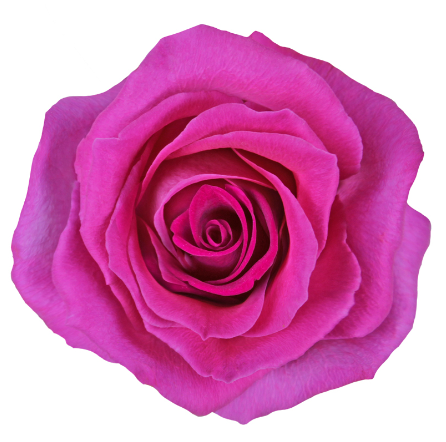 <h4>R Gr Topaz Hot Pink 50cm EC</h4>