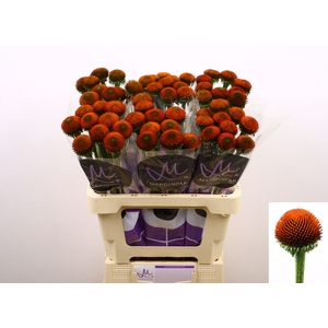 ECHI PURPUREA