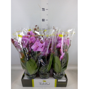 Phalaenopsis   ...rose