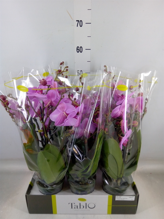 <h4>Phalaenopsis   ...rose</h4>