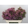 Chamelaucium Kerryn
