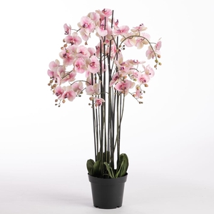 Af Phalaen X11 Pot 132cm Pink