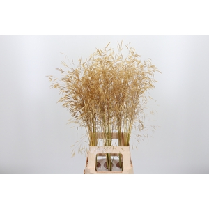 Stipa Gigantea
