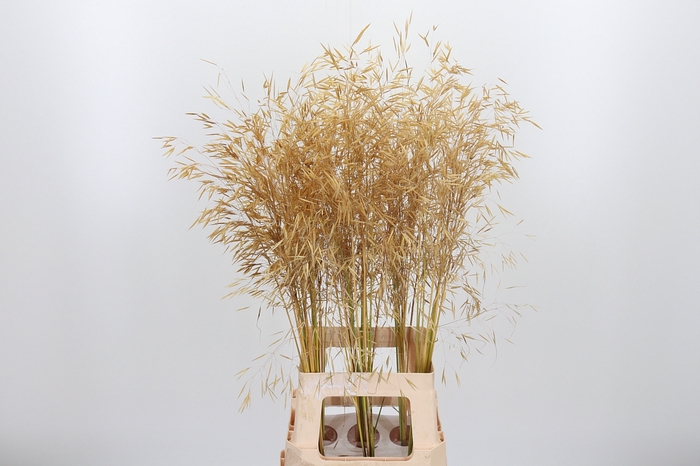 <h4>Stipa Gigantea</h4>