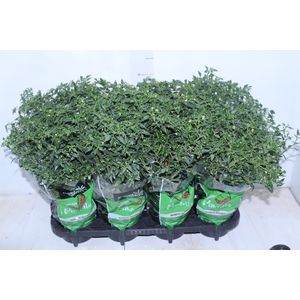 PIMENTA MALAGUETINHA P14