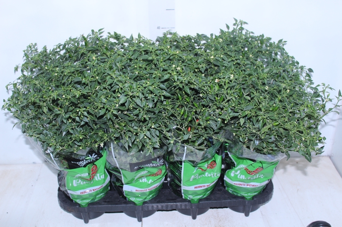 <h4>PIMENTA MALAGUETINHA P14</h4>