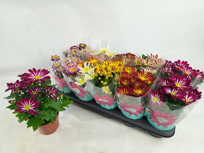 <h4>CHRYS GEM 6 KL</h4>