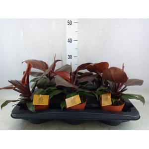 Philodendron   ...