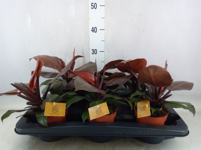 <h4>Philodendron   ...</h4>