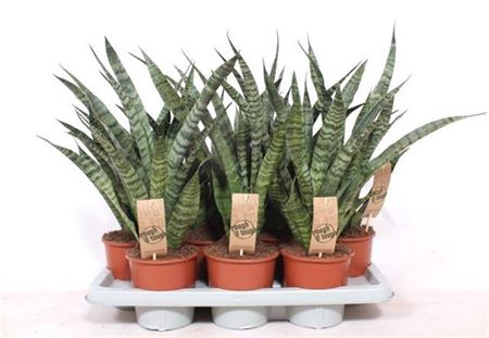 Sansevieria Diamond Green