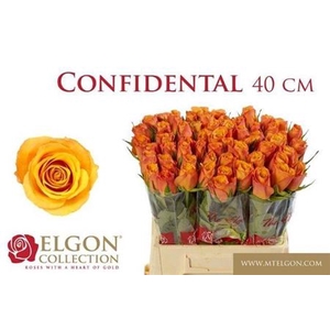 Rosa grootbloemig Confidens