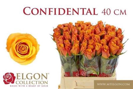 <h4>Rosa grootbloemig Confidens</h4>