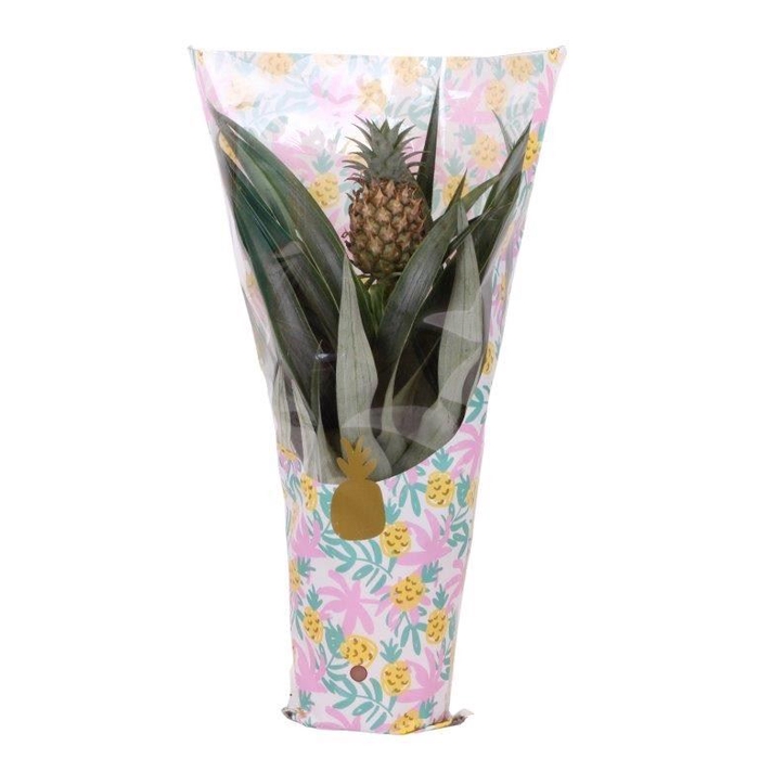 <h4>Ananas  'Mi Amigo'</h4>