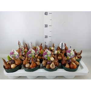 Bolbloemen   ...mix in pot