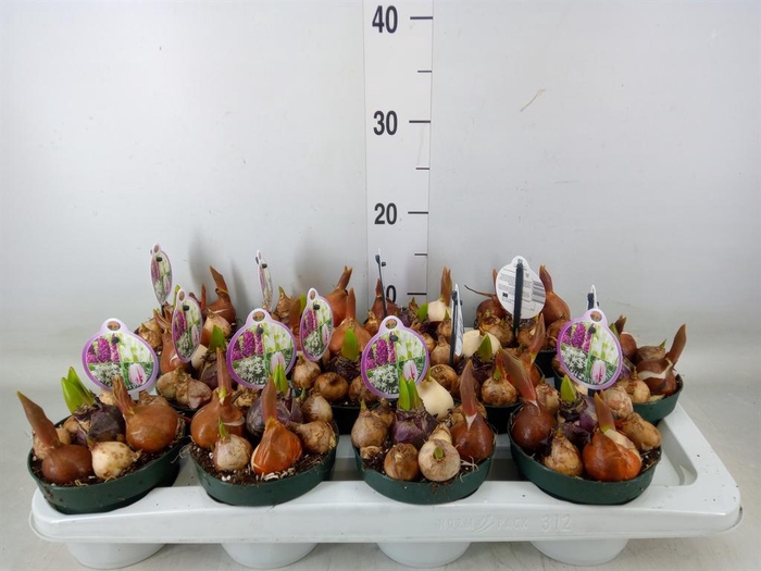 <h4>Bolbloemen   ...mix in pot</h4>