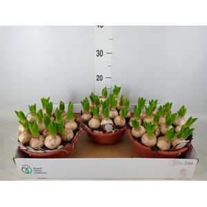 Hyacinthus orie. 'Pearl White'