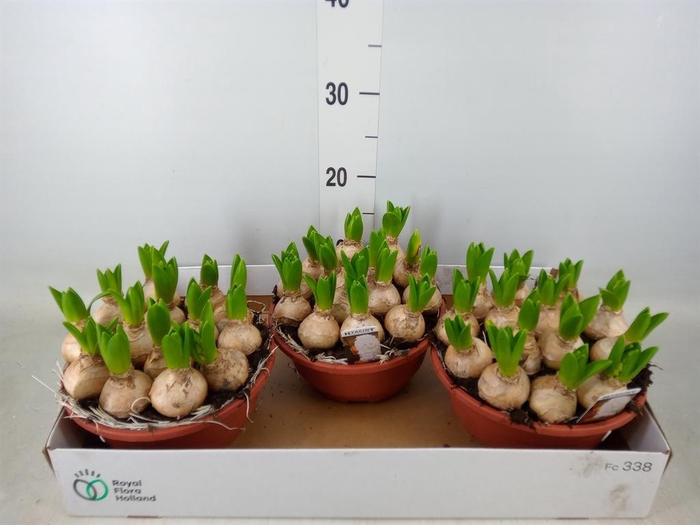 <h4>Hyacinthus orie. 'Pearl White'</h4>