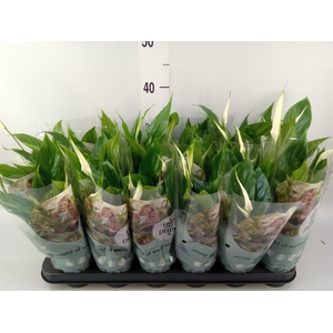 Spathiphyllum  'Chopin'
