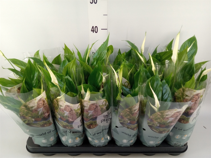 <h4>Spathiphyllum  'Chopin'</h4>