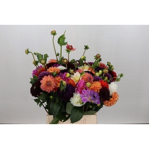 Dahlia   ...mix in bos