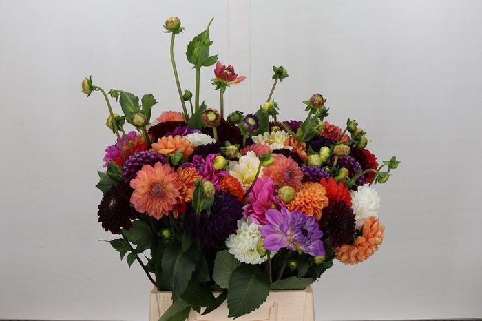 <h4>Dahlia   ...mix in bos</h4>