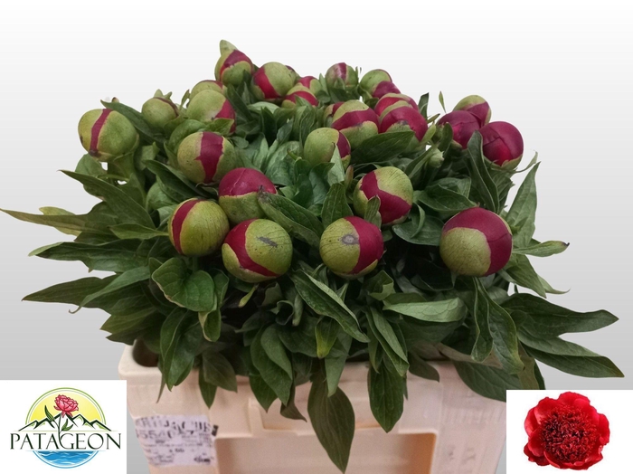 <h4>PAEO RED CHARM</h4>