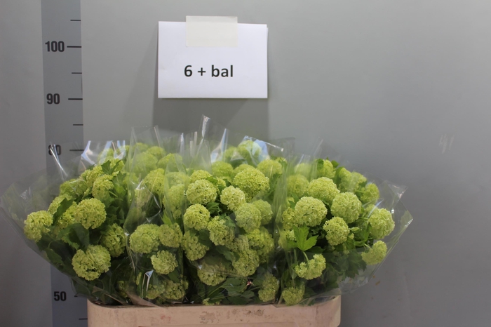 <h4>VIBURNUM ROSEUM ST</h4>