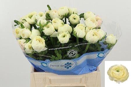 <h4>RAN SU CREME</h4>