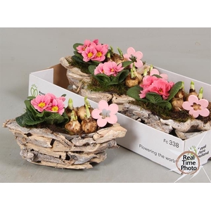 Arr Tuinplanten berk schors