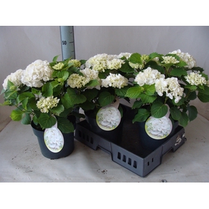 Hydrangea mac.   ...