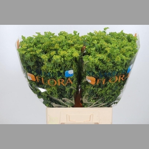 Bupleurum Griffithii