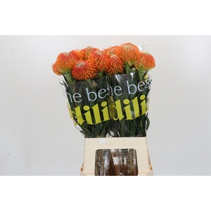 Nutans Ayoba Peach