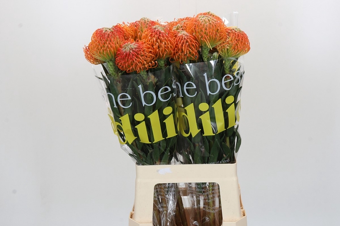 <h4>Nutans Ayoba Peach</h4>