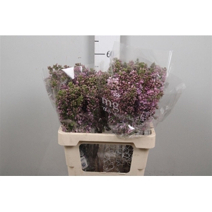 Syr V R V Horstenst 2+