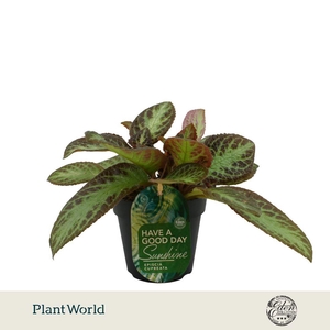 Episcia Cupreata Zebra 12cm