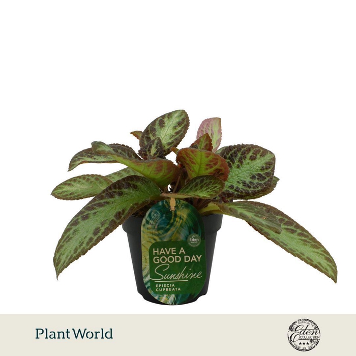 <h4>Episcia Cupreata Zebra 12cm</h4>