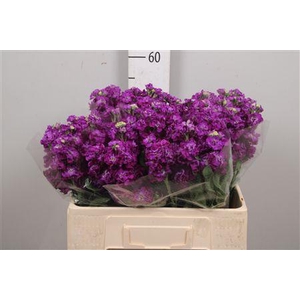 Matth Impala Purple