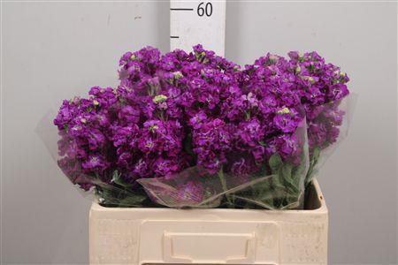 <h4>Matth Impala Purple</h4>