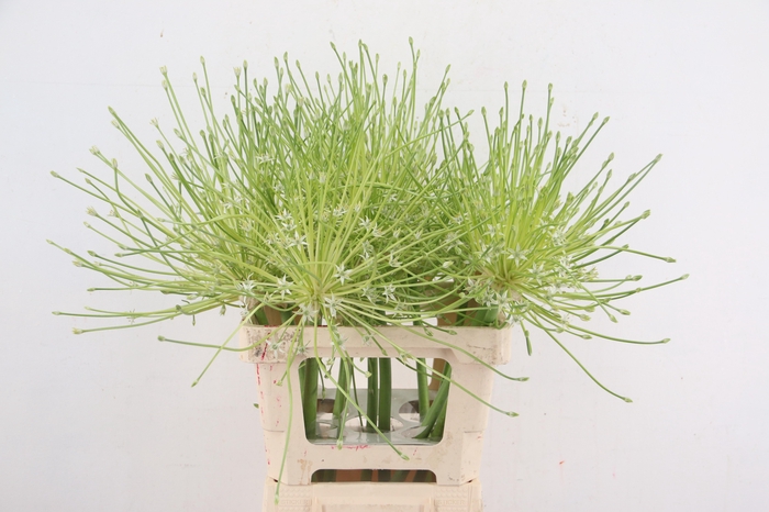 <h4>ALLIUM SCHUBERTTI ARCTIC SNOW</h4>