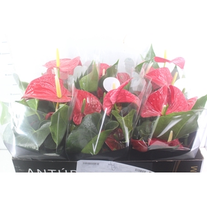 ANTHURIUM MICHIGAN P17 PREMIUM