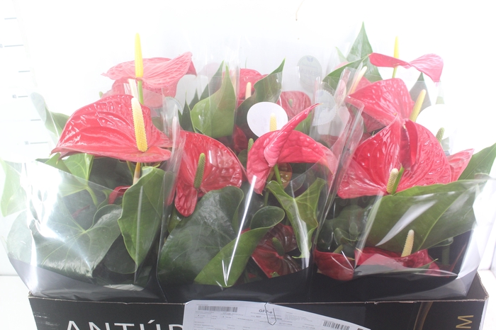 <h4>ANTHURIUM MICHIGAN P17 PREMIUM</h4>