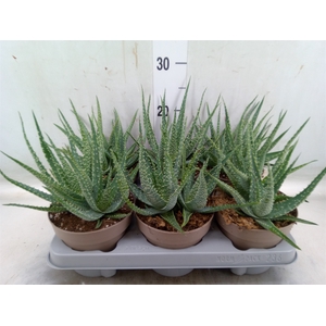 Aloe arborescens