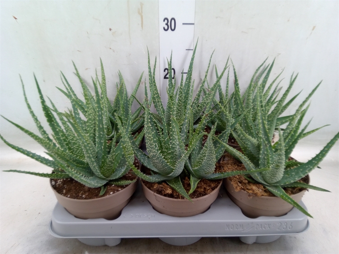<h4>Aloe arborescens</h4>