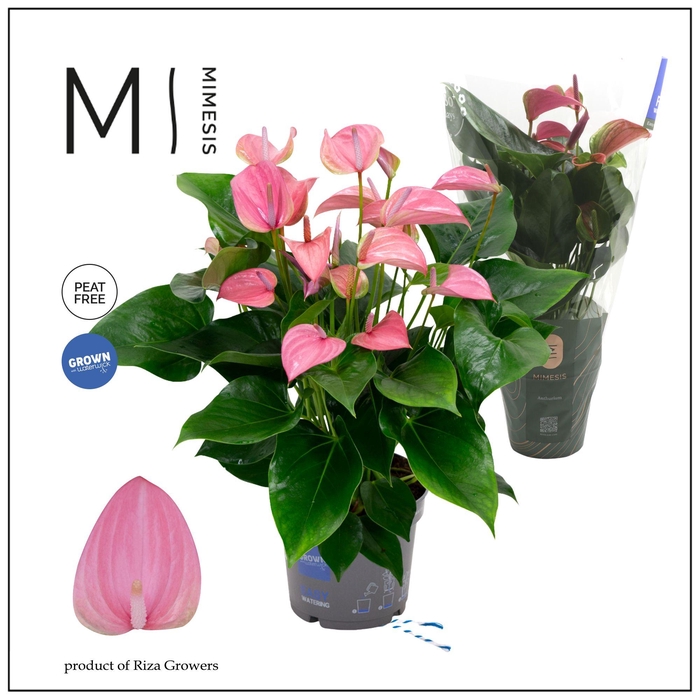 <h4>Mimesis Anthurium KARMA Joli - 17cm</h4>