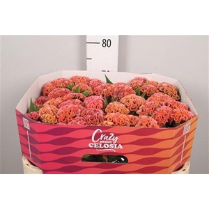 Cel C Pink Delight