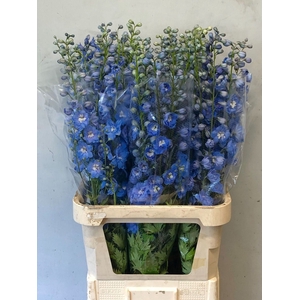 Delphinium Centurion Skyblue