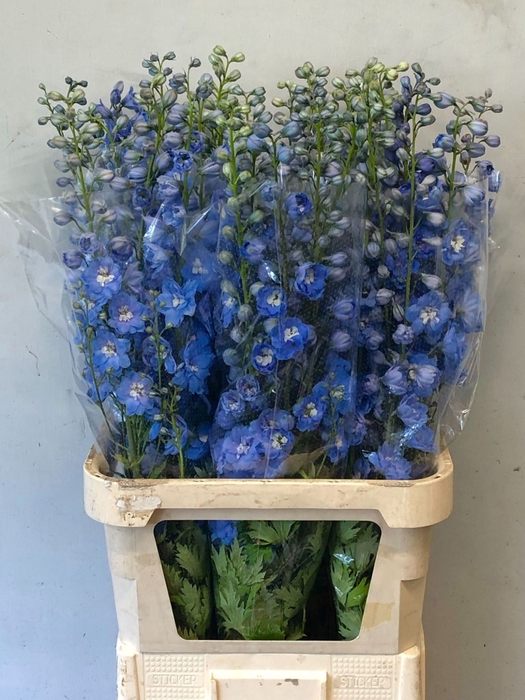 <h4>Delphinium Centurion Skyblue</h4>