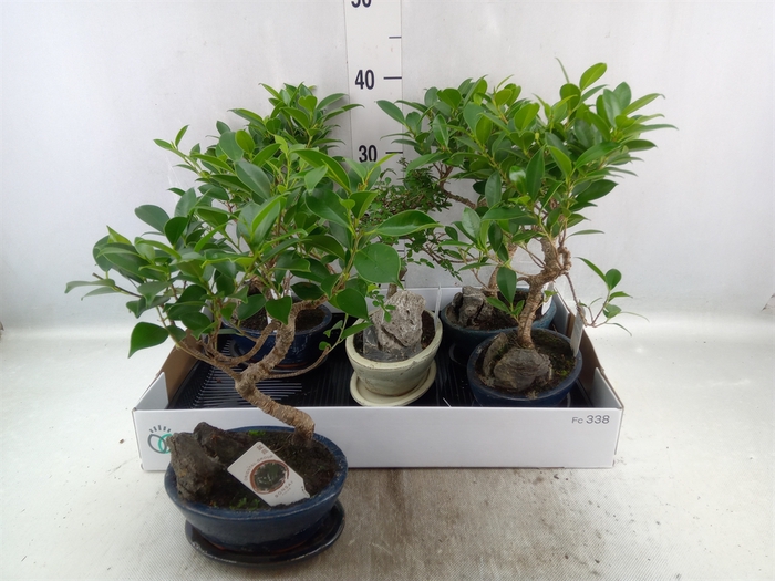 <h4>Bonsai   ...mix</h4>